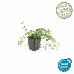 LA GREEN TOUCH - Petite pervenche 'gertrude jekyll' x20 – entre 1,25 et 1,67m2