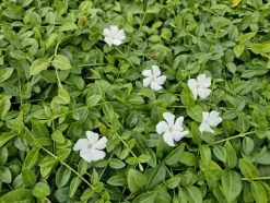 LA GREEN TOUCH - Petite pervenche 'gertrude jekyll' x20 – entre 1,25 et 1,67m2