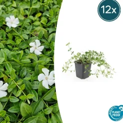 LA GREEN TOUCH - Petite pervenche 'gertrude jekyll' x20 – entre 1,25 et 1,67m2