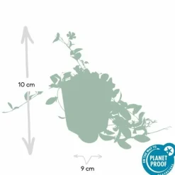 LA GREEN TOUCH - Petite pervenche (vinca minor) x40 – entre 2,5 et 3,33m2