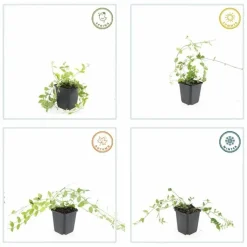 LA GREEN TOUCH - Petite pervenche 'aureovariegata' x12 – entre 0,75 et 1m2