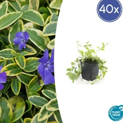 LA GREEN TOUCH - Petite pervenche 'aureovariegata' x12 – entre 0,75 et 1m2