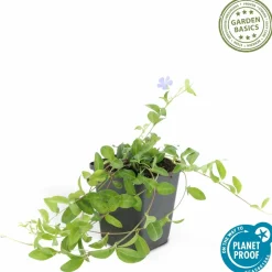 LA GREEN TOUCH - Petite pervenche 'la grave' x60 – entre 3,75 et 5m2