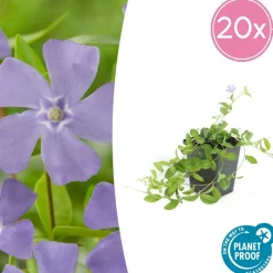 LA GREEN TOUCH - Petite pervenche 'la grave' x60 – entre 3,75 et 5m2