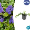 LA GREEN TOUCH - Petite pervenche 'argenteovariegata' x40 – entre 2,5 et 3,33m2