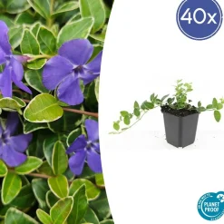 LA GREEN TOUCH - Petite pervenche 'argenteovariegata' x40 – entre 2,5 et 3,33m2