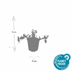 LA GREEN TOUCH - Petite pervenche 'argenteovariegata' x40 – entre 2,5 et 3,33m2