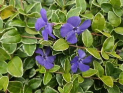 LA GREEN TOUCH - Petite pervenche 'argenteovariegata' x40 – entre 2,5 et 3,33m2