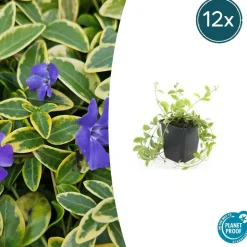 LA GREEN TOUCH - Petite pervenche 'aureovariegata' x20 – entre 1,25 et 1,67m2