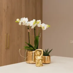 LA GREEN TOUCH - Phalaenopsis amabilis en pot luxueux doré 35cm - plante d'intérieur
