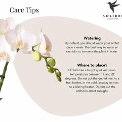 LA GREEN TOUCH - Phalaenopsis amabilis en pot luxueux doré 35cm - plante d'intérieur