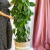 LA GREEN TOUCH - Philodendron scandens 120cm - plante d'intérieur