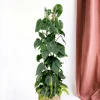 LA GREEN TOUCH - Philodendron brasil 120cm - plante d'intérieur