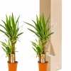 LA GREEN TOUCH - Plante d'intérieur - coffret yucca - lot de 2 plantes, h90cm 90cm - plante d'intérieur 90cm