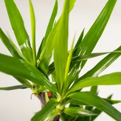 LA GREEN TOUCH - Plante d'intérieur - coffret yucca - lot de 2 plantes, h90cm 90cm - plante d'intérieur 90cm