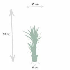 LA GREEN TOUCH - Plante d'intérieur - coffret yucca - lot de 2 plantes, h90cm 90cm - plante d'intérieur 90cm