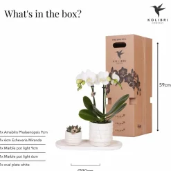 LA GREEN TOUCH - Plante phalaenopsis orchidee et succulent avec pot céramique