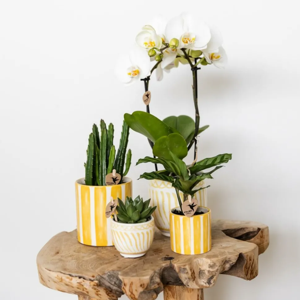 LA GREEN TOUCH - Pot décoratif granada - jaune