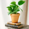 LA GREEN TOUCH - Pothos golden 20cm - plante d'intérieur