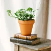 LA GREEN TOUCH - Pothos n'joy 15cm - plante d'intérieur