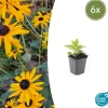 LA GREEN TOUCH - Rudbeckia 'goldsturm' x6 – entre 0,38 et 0,5m2