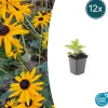 LA GREEN TOUCH - Rudbeckia 'goldsturm' x12 – entre 0,75 et 1m2