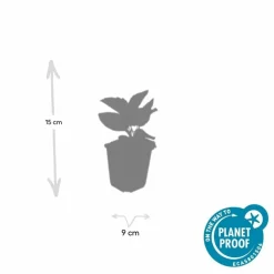 LA GREEN TOUCH - Rudbeckia 'goldsturm' x12 – entre 0,75 et 1m2