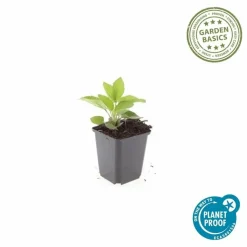 LA GREEN TOUCH - Rudbeckia 'goldsturm' x12 – entre 0,75 et 1m2