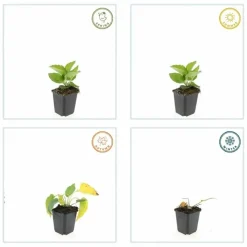 LA GREEN TOUCH - Rudbeckia 'goldsturm' x12 – entre 0,75 et 1m2