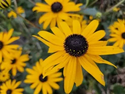 LA GREEN TOUCH - Rudbeckia 'goldsturm' x12 – entre 0,75 et 1m2