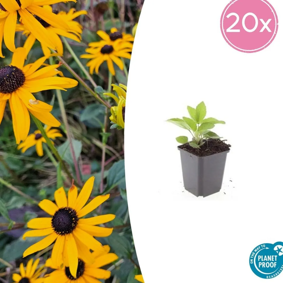 LA GREEN TOUCH - Rudbeckia 'goldsturm' x20 – entre 1,25 et 1,67m2