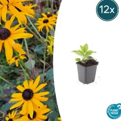 LA GREEN TOUCH - Rudbeckia 'goldsturm' x20 – entre 1,25 et 1,67m2