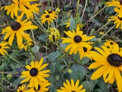 LA GREEN TOUCH - Rudbeckia 'goldsturm' x40 – entre 2,5 et 3,33m2