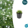 LA GREEN TOUCH - Sagine subulée x12 – entre 0,75 et 1m2