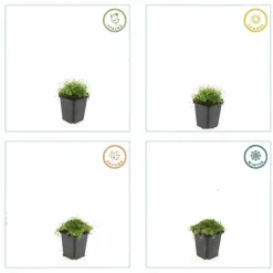 LA GREEN TOUCH - Sagine subulée x12 – entre 0,75 et 1m2