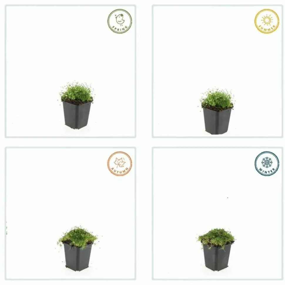 LA GREEN TOUCH - Sagine subulée x12 – entre 0,75 et 1m2