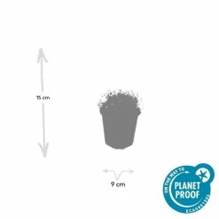 LA GREEN TOUCH - Sagine subulée x12 – entre 0,75 et 1m2