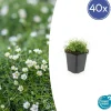 LA GREEN TOUCH - Sagine subulée x40 – entre 2,5 et 3,33m2