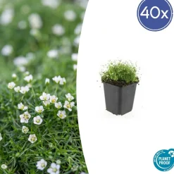LA GREEN TOUCH - Sagine subulée x40 – entre 2,5 et 3,33m2