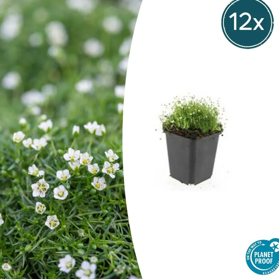 LA GREEN TOUCH - Sagine subulée x40 – entre 2,5 et 3,33m2