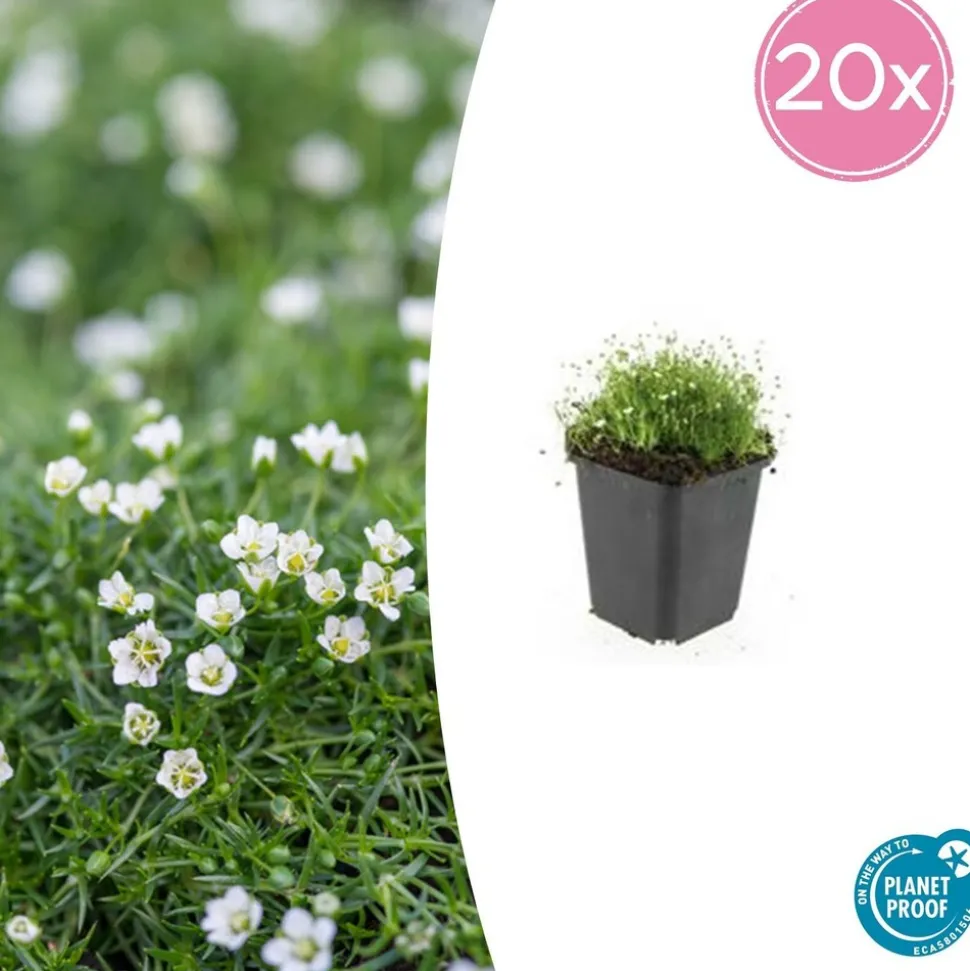 LA GREEN TOUCH - Sagine subulée x40 – entre 2,5 et 3,33m2