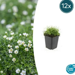 LA GREEN TOUCH - Sagine subulée x6 – entre 0,38 et 0,5m2