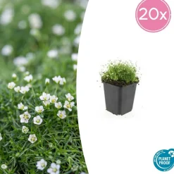 LA GREEN TOUCH - Sagine subulée x20 – entre 1,25 et 1,67m2