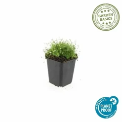 LA GREEN TOUCH - Sagine subulée x20 – entre 1,25 et 1,67m2