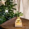 LA GREEN TOUCH - Samoa ctenanthe - hydroculture