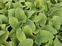 LA GREEN TOUCH - Sauge de jérusalem x40 – entre 2,5 et 3,33m2