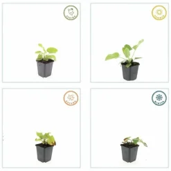 LA GREEN TOUCH - Sauge de jérusalem x6 – entre 0,38 et 0,5m2
