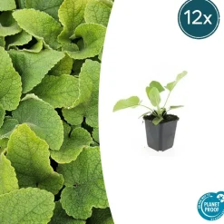 LA GREEN TOUCH - Sauge de jérusalem x6 – entre 0,38 et 0,5m2