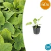 LA GREEN TOUCH - Sauge de jérusalem x60 – entre 3,75 et 5m2