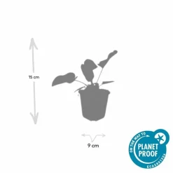 LA GREEN TOUCH - Sauge de jérusalem x60 – entre 3,75 et 5m2
